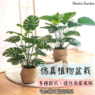 室內假植物|精選12種北歐風室內植物｜植栽＆仿真植物